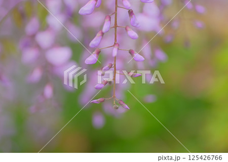 満開の藤の花 125426766
