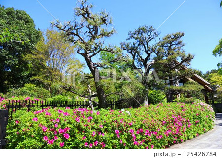 大倉公園のつつじ 125426784