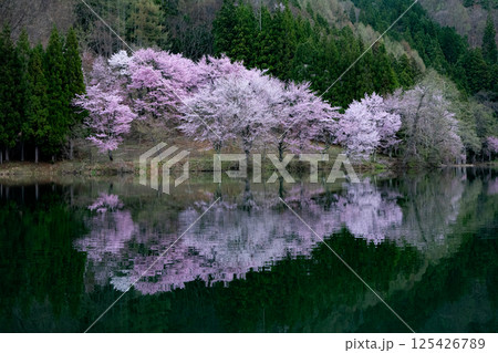 湖面に咲くオオヤマザクラ 長野県大町市 中綱湖 湖面に咲くオオヤマザクラ 長野県大町市 中綱湖 125426789