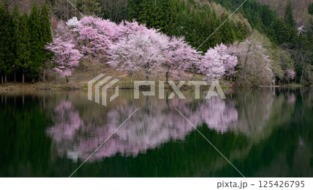 湖面に咲くオオヤマザクラ 長野県大町市 中綱湖 湖面に咲くオオヤマザクラ 長野県大町市 中綱湖 125426795