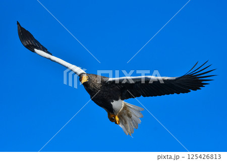 冬に知床半島や根室で見られる美しく、勇猛な空の王者、オオワシ 125426813