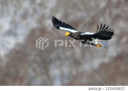 冬に知床半島や根室で見られる美しく、勇猛な空の王者、オオワシ 冬に知床半島や根室で見られる美しく、勇猛な空の王者、オオワシ 125426817