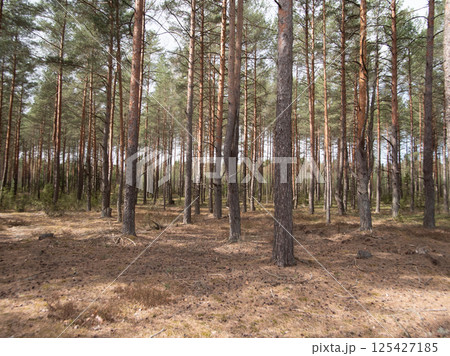 A peaceful and serene pine forest scene showcasing towering trees surrounded by a beautifully natural earthy landscape A peaceful and serene pine forest scene showcasing towering trees surrounded by a beautifully natural earthy landscape 125427185