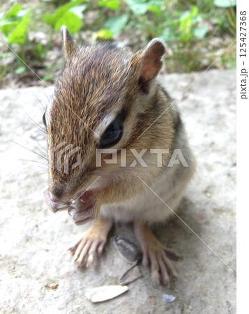 シマリス 125427368