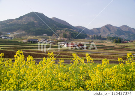 つなぐ棚田遺産認定　三河内の棚田　菜の花　三つ子山 125427374