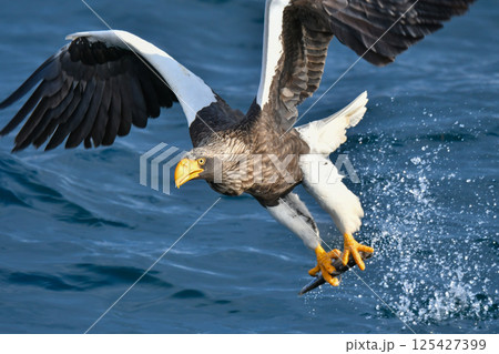 冬に知床半島や根室で見られる美しく、勇猛な空の王者、オオワシ 冬に知床半島や根室で見られる美しく、勇猛な空の王者、オオワシ 125427399