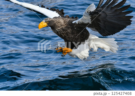 冬に知床半島や根室で見られる美しく、勇猛な空の王者、オオワシ 冬に知床半島や根室で見られる美しく、勇猛な空の王者、オオワシ 125427408