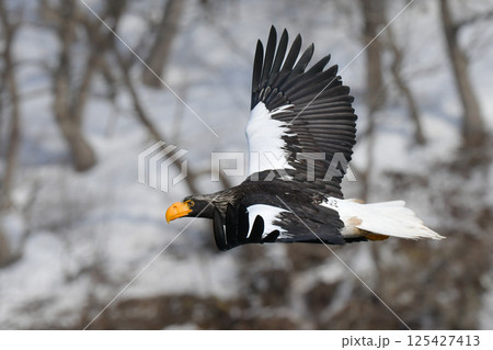 冬に知床半島や根室で見られる美しく、勇猛な空の王者、オオワシ 冬に知床半島や根室で見られる美しく、勇猛な空の王者、オオワシ 125427413