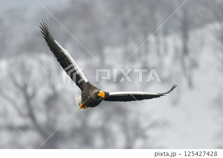 冬に知床半島や根室で見られる美しく、勇猛な空の王者、オオワシ 冬に知床半島や根室で見られる美しく、勇猛な空の王者、オオワシ 125427428