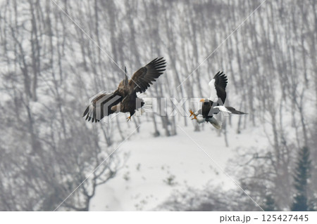 冬に知床半島や根室で見られる美しく、勇猛な空の王者、オオワシ 125427445