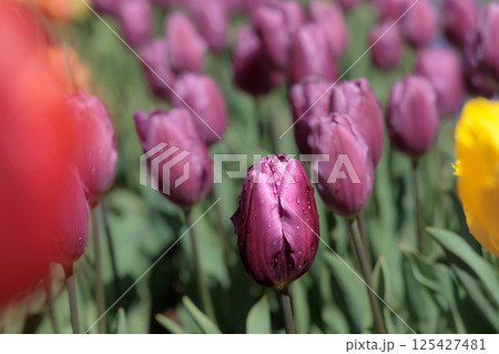 春の陽光を浴びて色とりどりに輝くチューリップ 春の陽光を浴びて色とりどりに輝くチューリップ 125427481