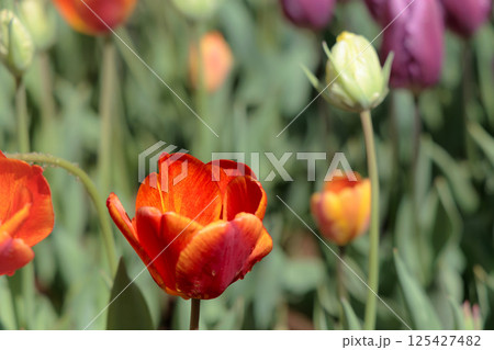 春の陽光を浴びて色とりどりに輝くチューリップ 125427482