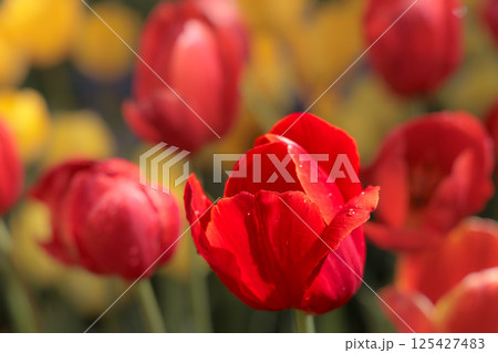 春の陽光を浴びて色とりどりに輝くチューリップ 125427483