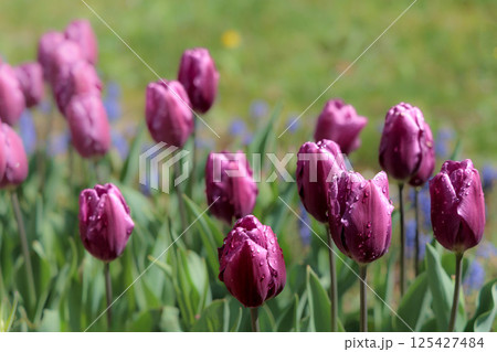春の陽光を浴びて色とりどりに輝くチューリップ 125427484
