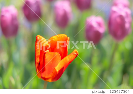 春の陽光を浴びて色とりどりに輝くチューリップ 春の陽光を浴びて色とりどりに輝くチューリップ 125427504