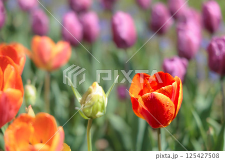 春の陽光を浴びて色とりどりに輝くチューリップ 春の陽光を浴びて色とりどりに輝くチューリップ 125427508