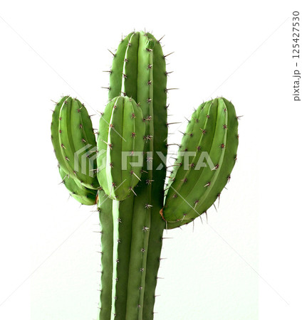 Cactus Leaves on White Background - Cereus Grandiflorus Extract #cactus 125427530