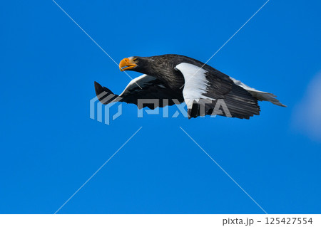 冬に知床半島や根室で見られる美しく、勇猛な空の王者、オオワシ 125427554