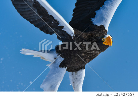 冬に知床半島や根室で見られる美しく、勇猛な空の王者、オオワシ 125427557