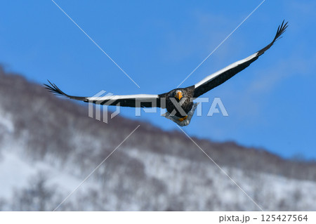 冬に知床半島や根室で見られる美しく、勇猛な空の王者、オオワシ 冬に知床半島や根室で見られる美しく、勇猛な空の王者、オオワシ 125427564