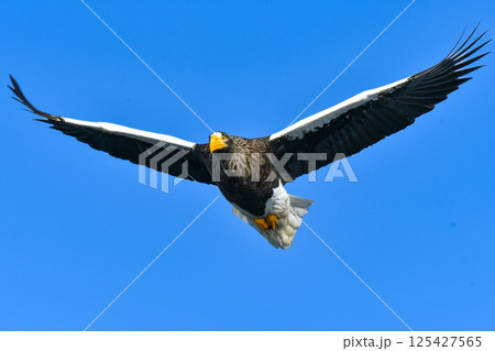 冬に知床半島や根室で見られる美しく、勇猛な空の王者、オオワシ 冬に知床半島や根室で見られる美しく、勇猛な空の王者、オオワシ 125427565