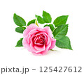 Pink rose flower closeup on a white background 125427612
