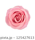 Pink rose flower top studio shot. 125427613