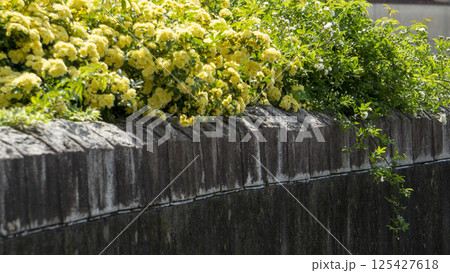 春の石垣を彩る黄色いバラ：モッコウバラの満開 125427618