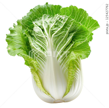 Chinese Cabbage 125427762