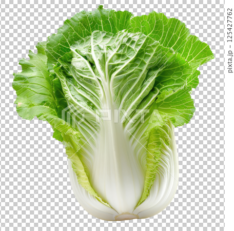 Chinese Cabbage 125427762