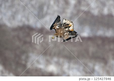 冬に北海道の知床半島や釧路湿原で見られる大きな猛禽の仲間、勇敢で格好良いオジロワシ 125427846
