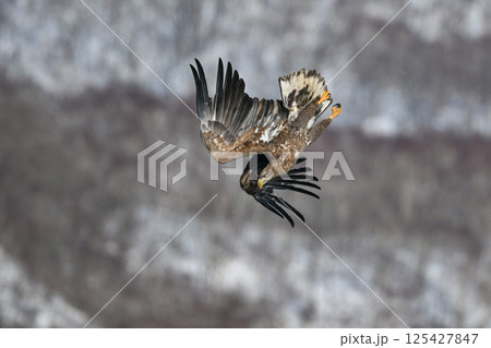 冬に北海道の知床半島や釧路湿原で見られる大きな猛禽の仲間、勇敢で格好良いオジロワシ 125427847
