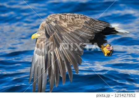 冬に北海道の知床半島や釧路湿原で見られる大きな猛禽の仲間、勇敢で格好良いオジロワシ 125427852