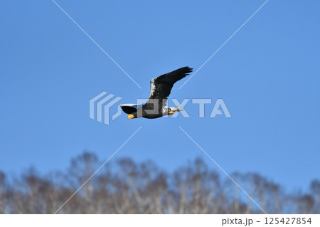 冬に北海道の知床半島や釧路湿原で見られる大きな猛禽の仲間、勇敢で格好良いオジロワシ 125427854