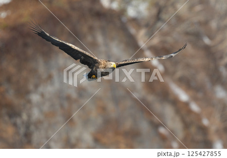 冬に北海道の知床半島や釧路湿原で見られる大きな猛禽の仲間、勇敢で格好良いオジロワシ 125427855