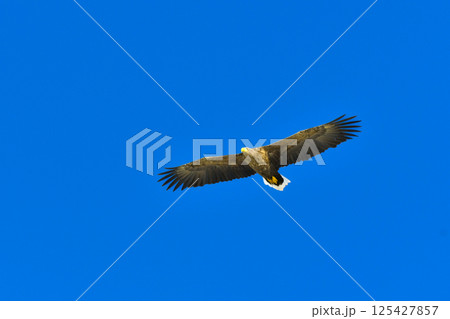 冬に北海道の知床半島や釧路湿原で見られる大きな猛禽の仲間、勇敢で格好良いオジロワシ 冬に北海道の知床半島や釧路湿原で見られる大きな猛禽の仲間、勇敢で格好良いオジロワシ 125427857