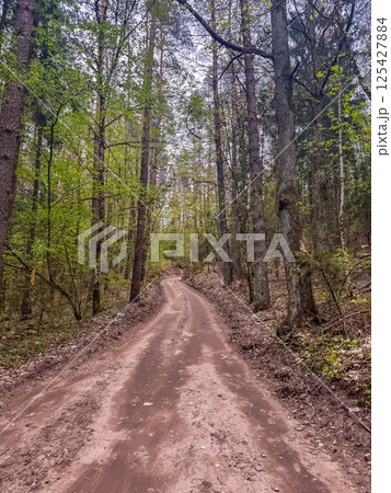 Curved dirt path through lush green forest trees in springtime nature landscape. High quality photo 125427884