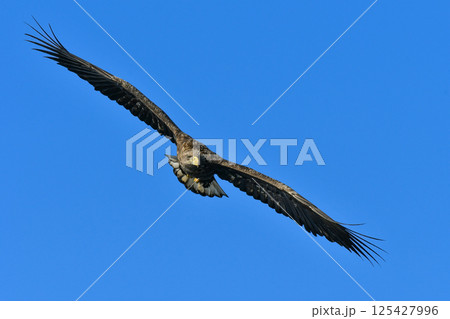 冬に北海道の知床半島や釧路湿原で見られる大きな猛禽、勇敢で格好良い空の王者オジロワシ 125427996