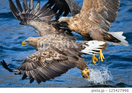 冬に北海道の知床半島や釧路湿原で見られる大きな猛禽、勇敢で格好良い空の王者オジロワシ 冬に北海道の知床半島や釧路湿原で見られる大きな猛禽、勇敢で格好良い空の王者オジロワシ 125427998