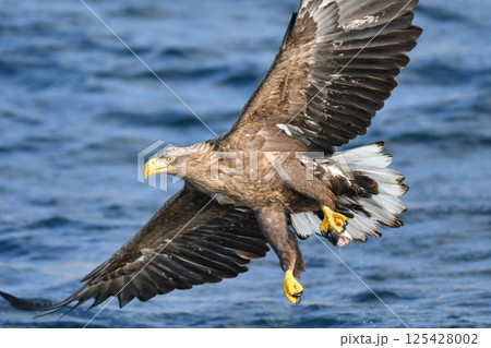 冬に北海道の知床半島や釧路湿原で見られる大きな猛禽、勇敢で格好良い空の王者オジロワシ 冬に北海道の知床半島や釧路湿原で見られる大きな猛禽、勇敢で格好良い空の王者オジロワシ 125428002