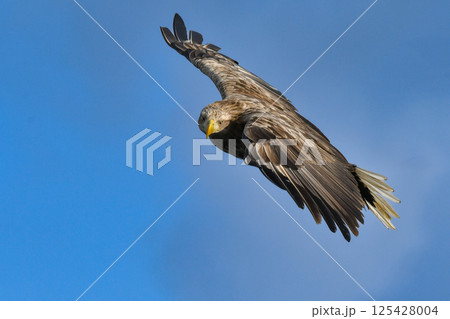冬に北海道の知床半島や釧路湿原で見られる大きな猛禽、勇敢で格好良い空の王者オジロワシ 125428004
