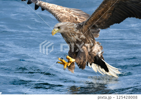 冬に北海道の知床半島や釧路湿原で見られる大きな猛禽、勇敢で格好良い空の王者オジロワシ 冬に北海道の知床半島や釧路湿原で見られる大きな猛禽、勇敢で格好良い空の王者オジロワシ 125428008