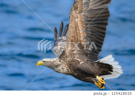 冬に北海道の知床半島や釧路湿原で見られる大きな猛禽、勇敢で格好良い空の王者オジロワシ 冬に北海道の知床半島や釧路湿原で見られる大きな猛禽、勇敢で格好良い空の王者オジロワシ 125428010