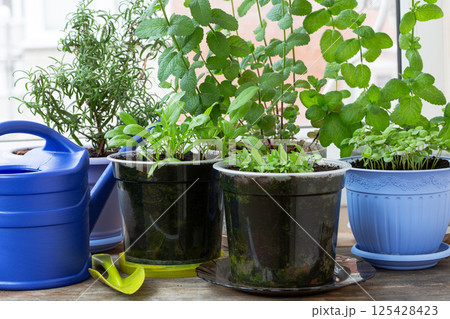 Homegrown Herbs in Pots. 125428423