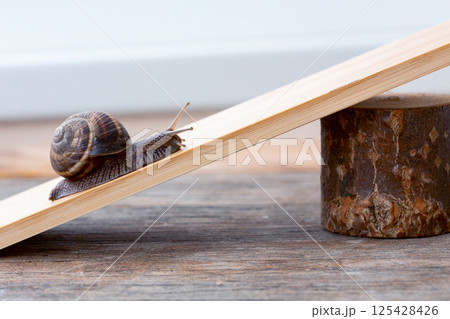 Snail's Balancing Act. 125428426