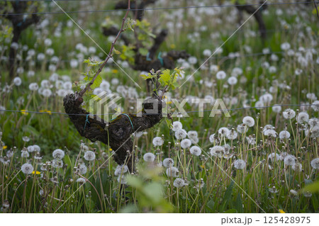 Vineyard in springtime showcasing blooming pissenlit and young vine growth in a lush green landscape Vineyard in springtime showcasing blooming pissenlit and young vine growth in a lush green landscape 125428975