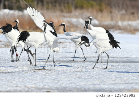 北海道で見られる日本を代表する美しい野鳥、冬の雪原の真白なタンチョウ 125428992