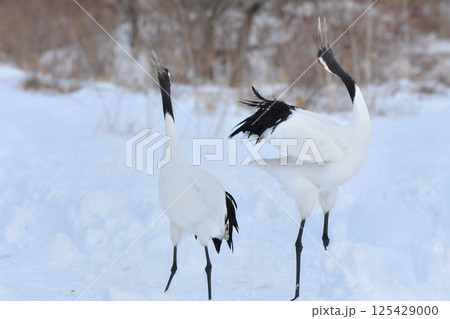 北海道で見られる日本を代表する美しい野鳥、冬の雪原の真白なタンチョウ 125429000