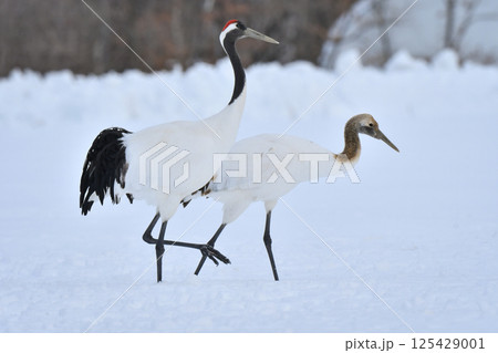北海道で見られる日本を代表する美しい野鳥、冬の雪原の真白なタンチョウ 北海道で見られる日本を代表する美しい野鳥、冬の雪原の真白なタンチョウ 125429001