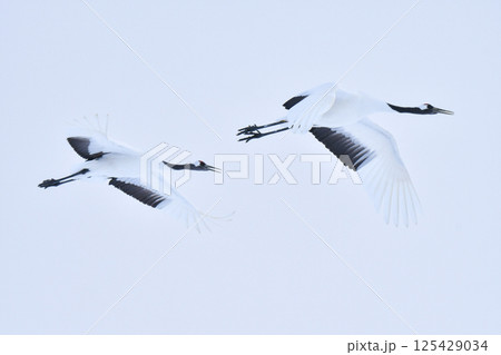 北海道で見られる日本を代表する美しい野鳥、冬の雪原の真白なタンチョウ 125429034